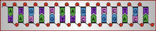 Fragment de gène d’un double brin d’ADN