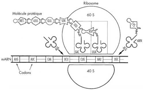 Élaboration d’une protéine par un ribosome
