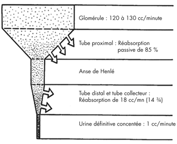 Concentration de l’urine par le rein