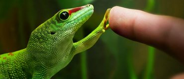 « Geckskin », surface adhésive inspirée par les pattes du gecko