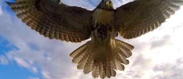 Revue du web #68 : les vidéos les plus étonnantes de la semaine