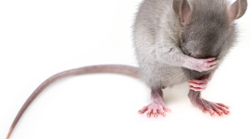 Une impulsion lumineuse suffit à effacer un souvenir