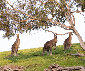 Les Kangourous sont gauchers, selon une étude