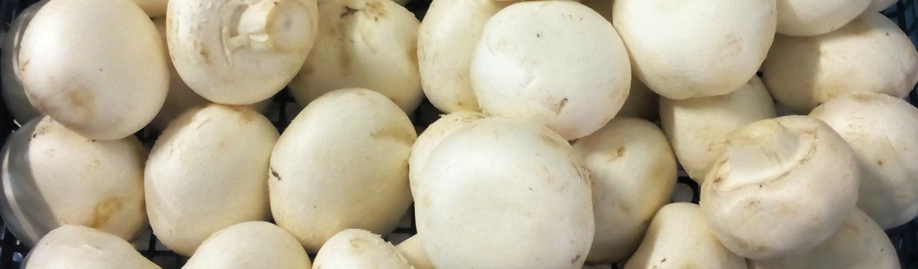 Les emballages à base de champignons sonneront-ils la fin des emballages en polystyrène ?