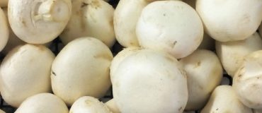 Les emballages à base de champignons sonneront-ils la fin des emballages en polystyrène ?
