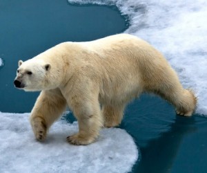 COP 21 : des paroles... et des actes ?