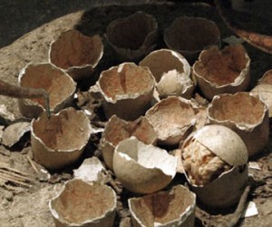 On a pris la température de dinosaures à partir de leurs oeufs