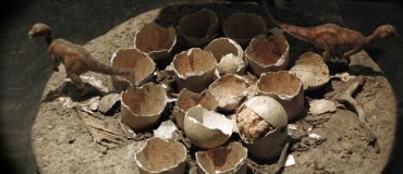 On a pris la température de dinosaures à partir de leurs oeufs
