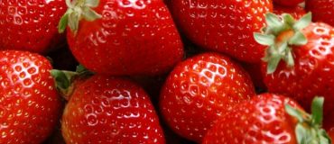 Cultiver des fraises qui ont du goût dans des containers