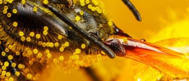 L’ozone affecte la concentration des molécules odorantes des fleurs