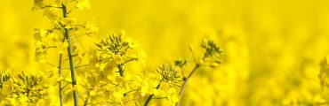 Tournesol et colza, des lipides d’intérêt pour la chimie verte