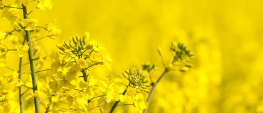 Tournesol et colza, des lipides d’intérêt pour la chimie verte