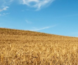 Une invention danoise permettrait de réduire significativement la consommation de pesticides dans l’agriculture