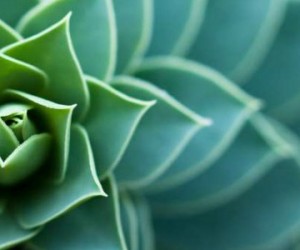 Biomimétisme : De l'innovation à l'entreprise bio-inspirée ?