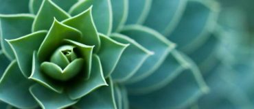 Biomimétisme : De l'innovation à l'entreprise bio-inspirée ?