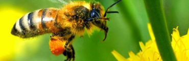 Les pesticides affaiblissent définitivement les abeilles