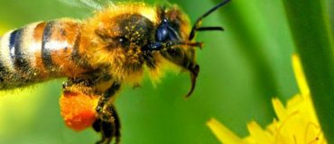 Les pesticides affaiblissent définitivement les abeilles