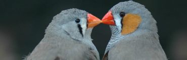 Les couples d’oiseaux discutent pour se partager les soins parentaux