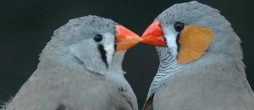 Les couples d’oiseaux discutent pour se partager les soins parentaux