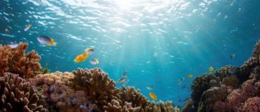 Diminution des récifs coralliens : quelles conséquences ?