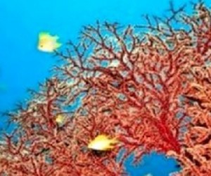 Diminution des récifs coralliens : les solutions