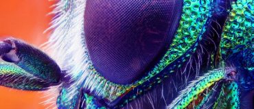 Entrer dans la tête d’une mouche pour décoder son comportement
