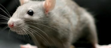 La curiosité n'est pas un « vilain » défaut chez les souris