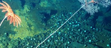 Les océans regorgent de richesses inexploitées