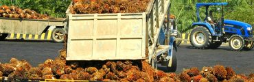 L'huile de palme : une productivité incomparable