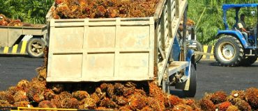 L'huile de palme : une productivité incomparable