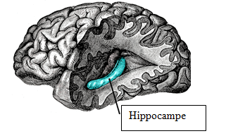 hippocampe_coraline