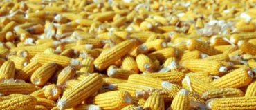 Les plantes obtenues par mutagenèse sont des OGM