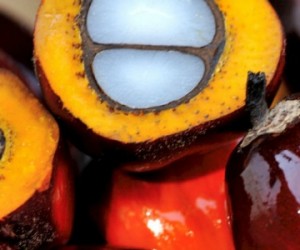 L'huile de palme durable l'est-elle vraiment ?