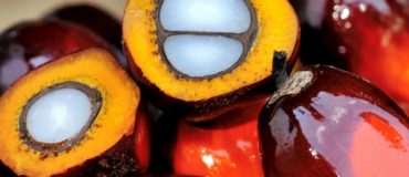 L'huile de palme durable l'est-elle vraiment ?