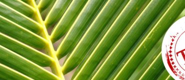 Taxer l'huile de palme, la fausse bonne idée ?