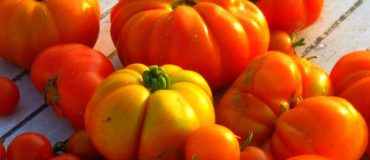 Le bio pour sortir les agriculteurs de la crise ?