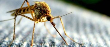 Zika : l'épidémie se mondialise, les mesures s'organisent