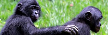 Les bonobos se souviennent de leurs anciens compagnons