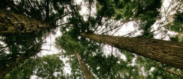 Les forêts tropicales perdent de plus en plus leur carbone