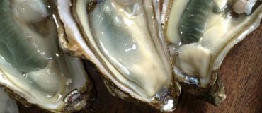Les huîtres menacées par les micro-plastiques dans les océans