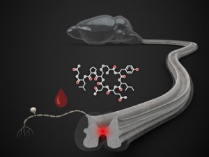 © Thomas Splettstoesser - http://www.scistyle.com/ 30 petits neurones de l'hypothalamus exercent un double effet analgésique. En effet, ils provoquent une libération d'ocytocine à la fois dans la moelle épinière profonde, grâce à leurs longs prolongements (axones), et dans le sang afin d'inhiber les neurones sensibles au stimulus douloureux. Ces deux mécanismes sont représentés, respectivement, par la région en rouge dans la moelle épinière, et par la goutte de sang.