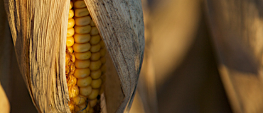 Les écologistes demandent un moratoire sur les OGM