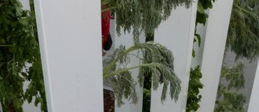 Myfood, la serre solaire autonome