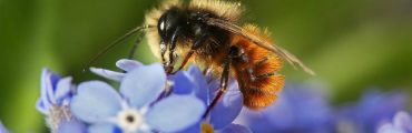 L'AN interdit les néonicotinoïdes en septembre 2018