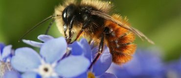 L'AN interdit les néonicotinoïdes en septembre 2018