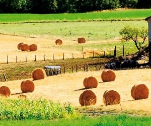 Des riverains agricoles exposés aux pesticides