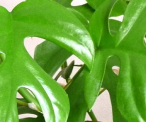 Bioo : la start-up qui produit de l’électricité avec des plantes