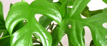 Bioo : la start-up qui produit de l’électricité avec des plantes