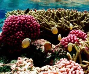 Lancement de Tara PACIFIC (2016-2018) : une nouvelle expédition au coeur du corail