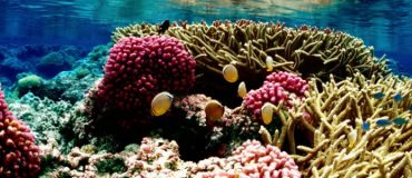 Lancement de Tara PACIFIC (2016-2018) : une nouvelle expédition au coeur du corail